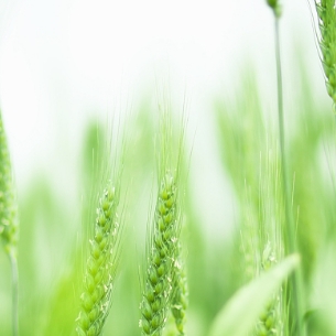 DataFocus智能搜索式BI智慧物联解决方案-智慧农业