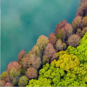 DataFocus智能搜索式BI智慧物联解决方案-智慧林业