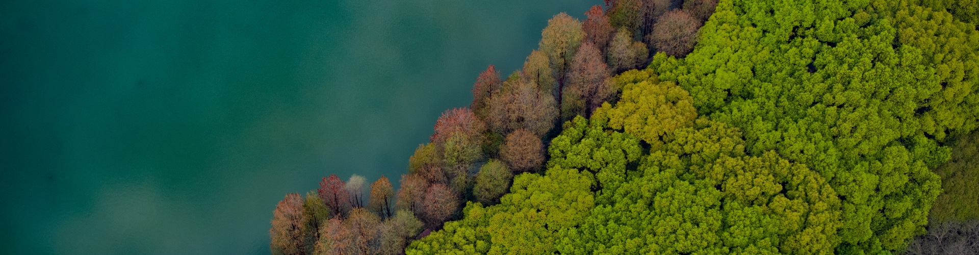 DataFocus智能搜索式BI智慧物联解决方案-智慧林业